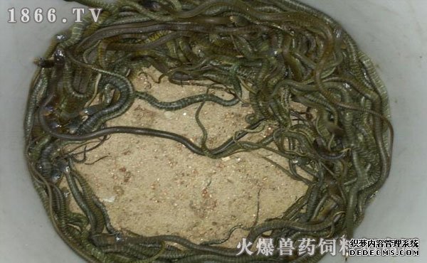 水律蛇養(yǎng)殖新技巧揭秘，高效養(yǎng)殖方法與實(shí)用操作指南