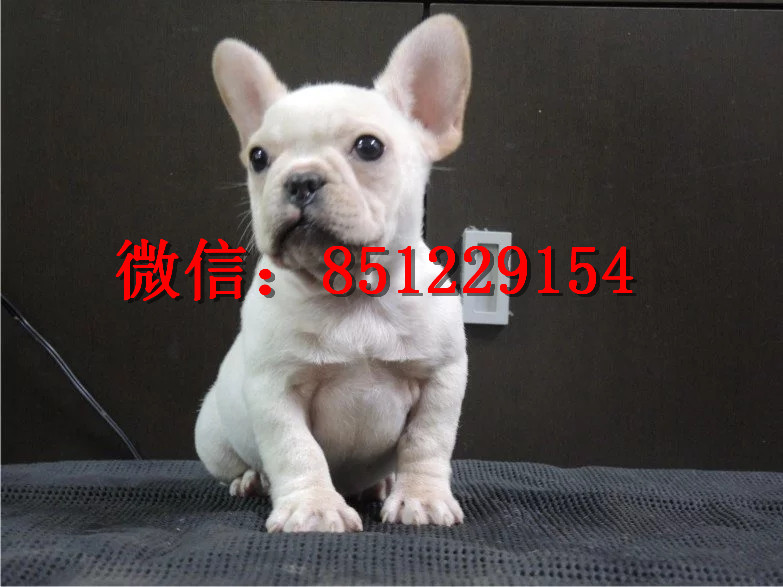 法牛犬行情走勢揭秘，溫馨日常背后的市場趨勢