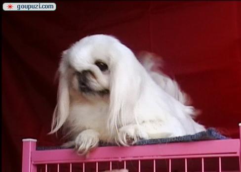 秀珍犬價(jià)格行情揭秘，變化中的市場行情與學(xué)習(xí)自信的力量