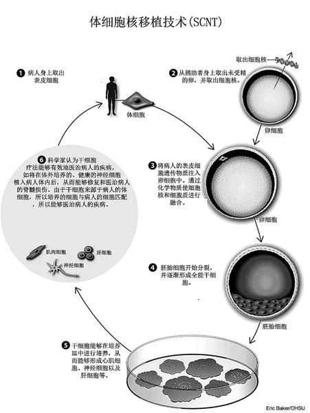 克隆技術(shù)進展動態(tài)，探索生命奧秘的旅程啟程了